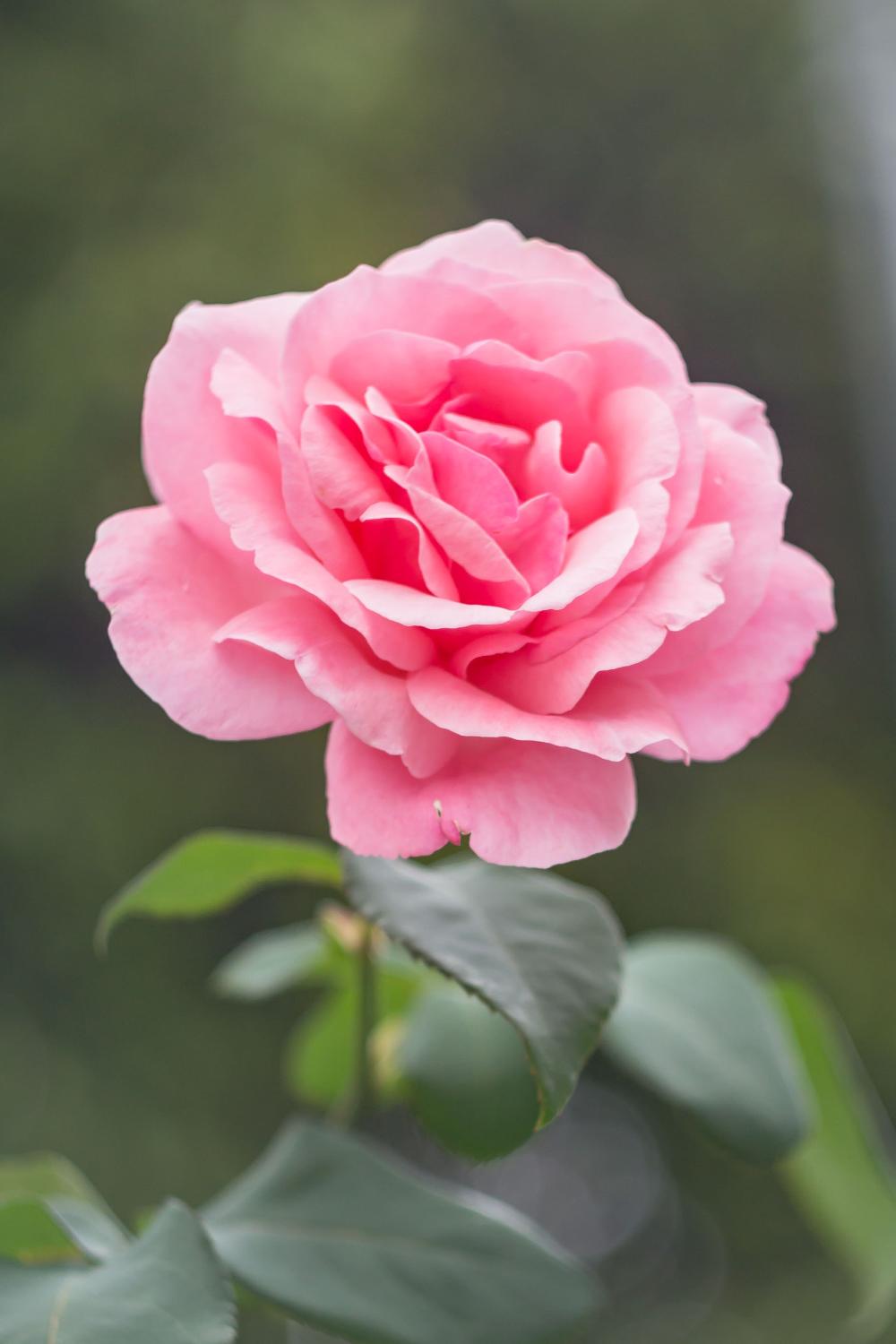 Vaaleanpunainen ruusu